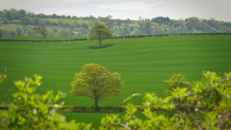 Blick über grüne Bäume auf grüne Wiese mit Baum in der Mitte