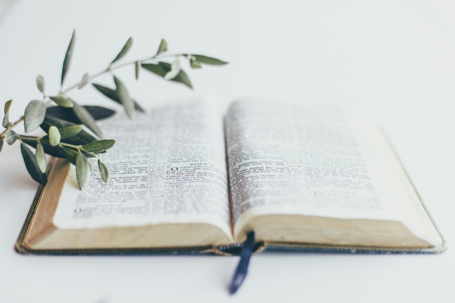 aufgeschlagene Bibel mit Olivenzweig